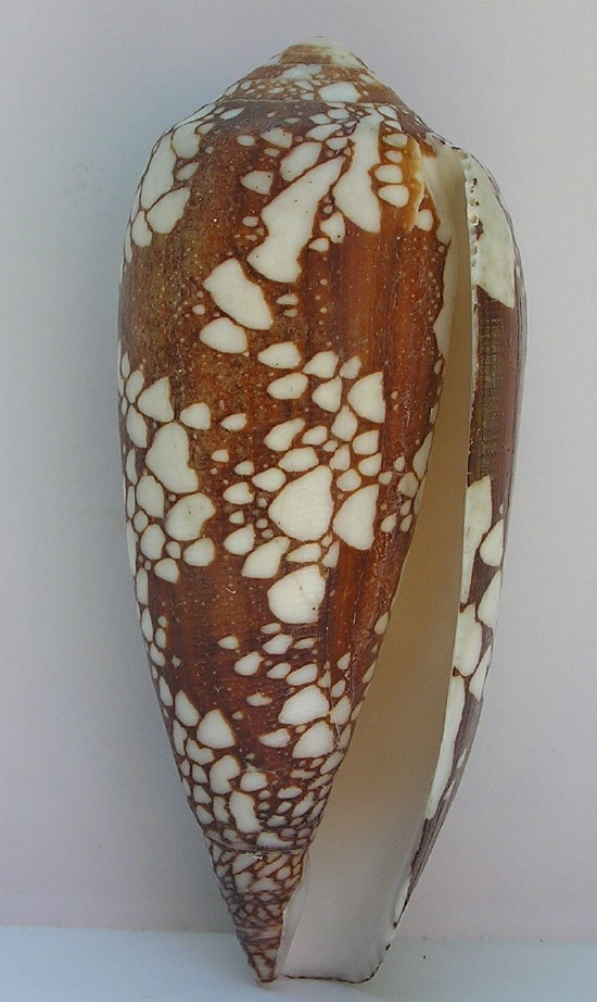  Conus aulicus (Princely Cone)